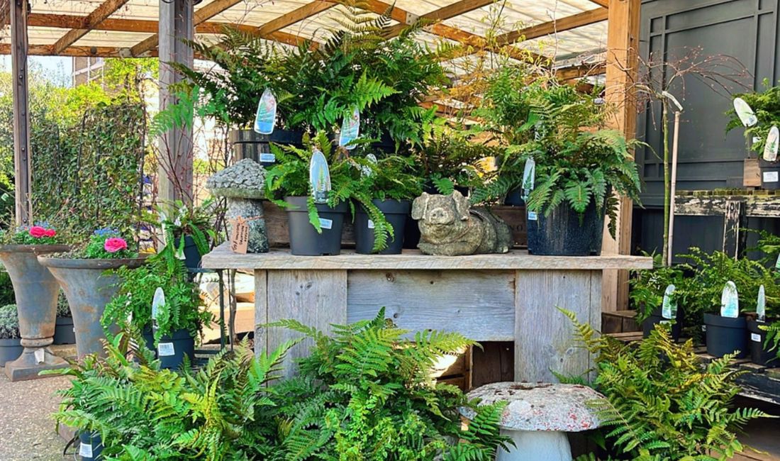 Shade Loving Plants