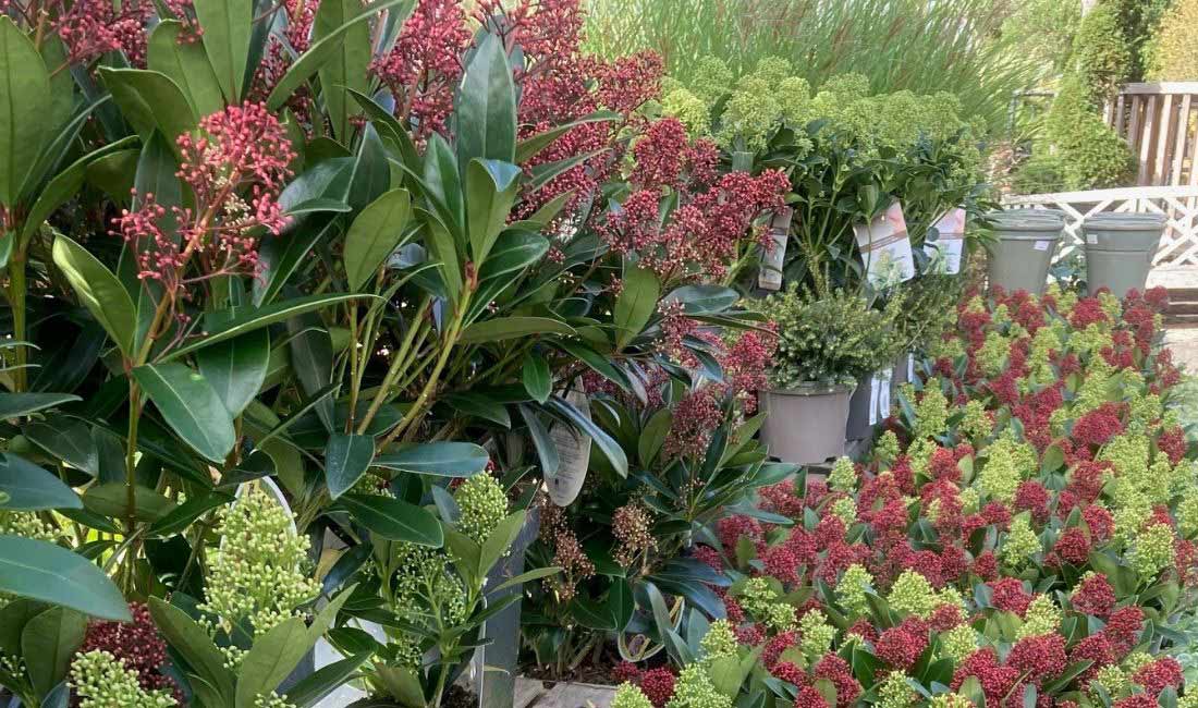 Shrubs