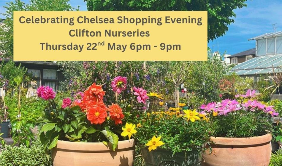 Celebrating Chelsea Flower Show at Clifton Nurseries