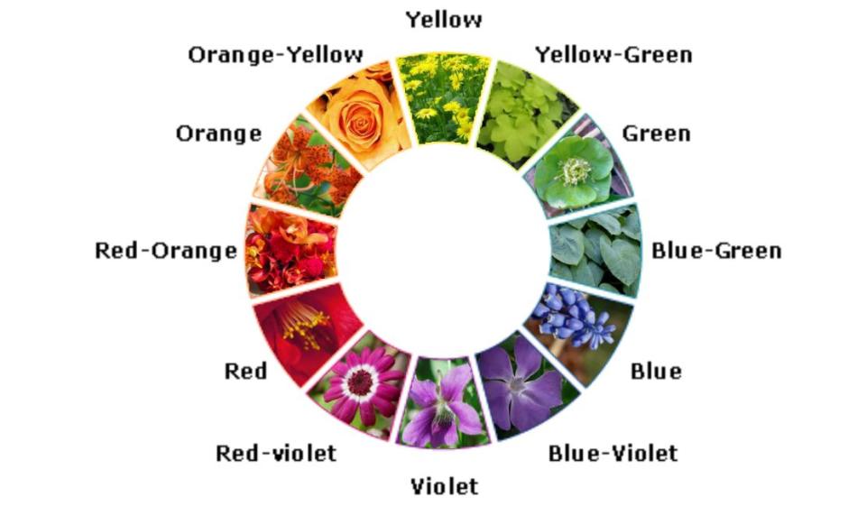 Live Life in Colour with Clifton Nurseries